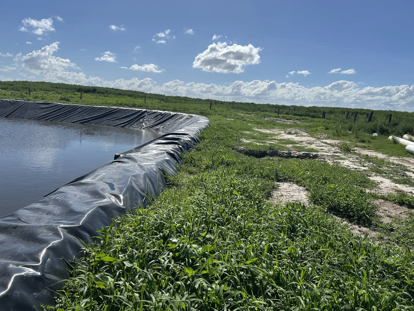 Lagoa de efluentes com geomembrana em confinamento bovino no Rio Grande do Sul