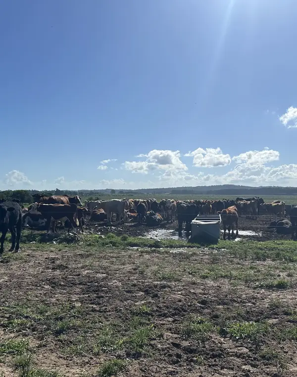Rebanho em confinamento bovino atendido pela Akvo Engenharia