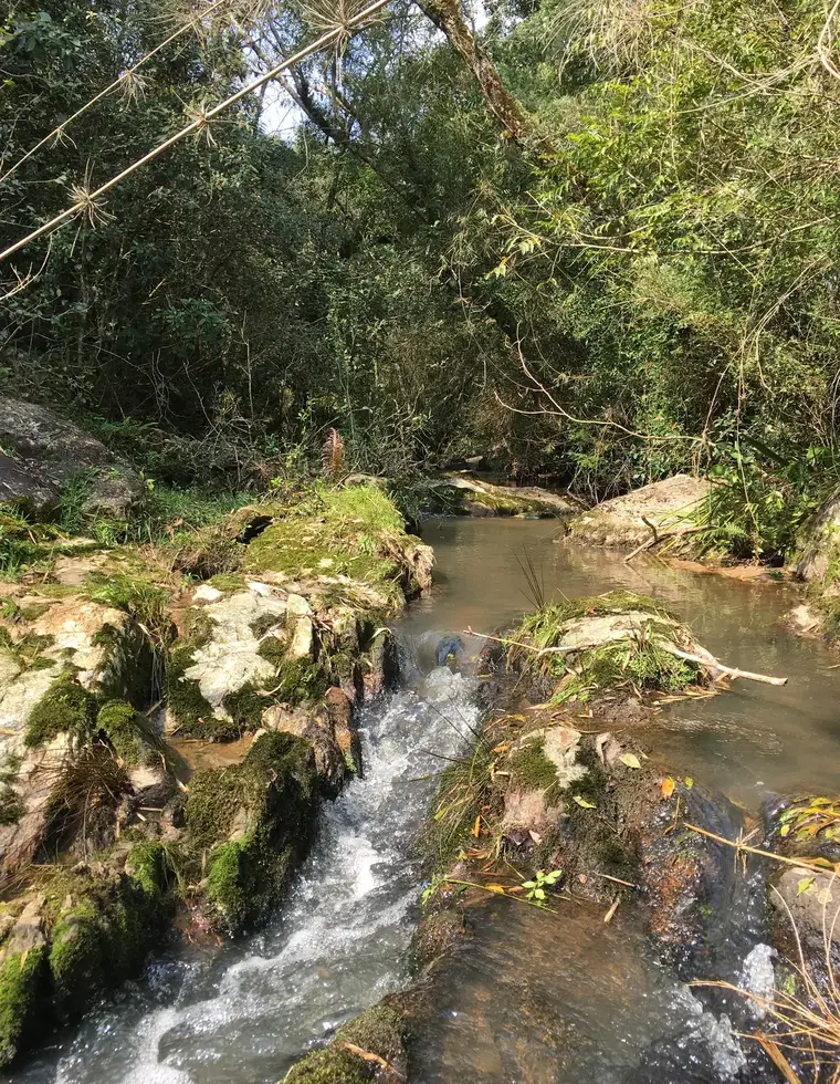 Arroio com mata ciliar em área de atividade com cadastro no IBAMA